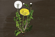 Dandelion Medicinal Plant Transparen