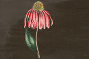 Echinacea Medicinal Herb Transparent