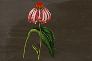 Echinacea Medicinal Herb Transparent