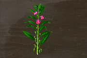 Balsam Medicinal Plant Transparent