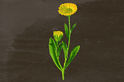 Calendula Medicinal Plant Transparen