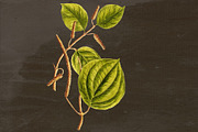 Black Pepper Medicinal Plant Transpa