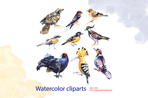 Watercolor birds in Illustrations - product preview 1