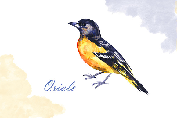 Watercolor birds in Illustrations - product preview 3