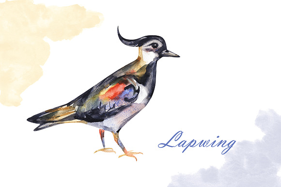 Watercolor birds in Illustrations - product preview 4