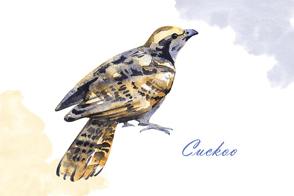 Watercolor birds in Illustrations - product preview 5