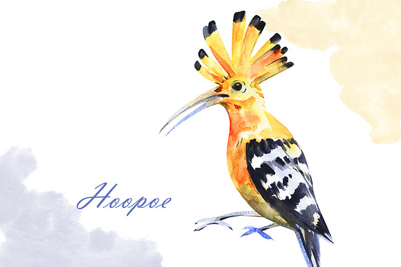 Watercolor birds in Illustrations - product preview 6