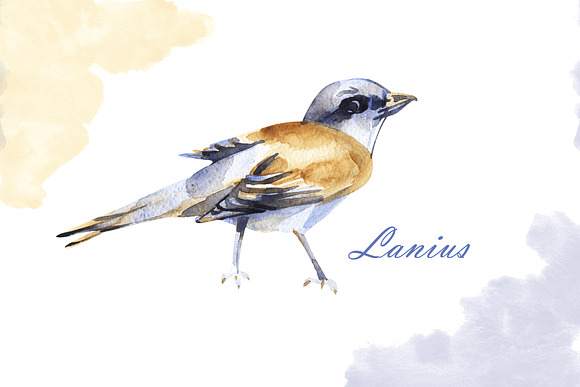 Watercolor birds in Illustrations - product preview 8