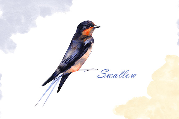Watercolor birds in Illustrations - product preview 9