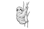 Sloth on tree sketch vector