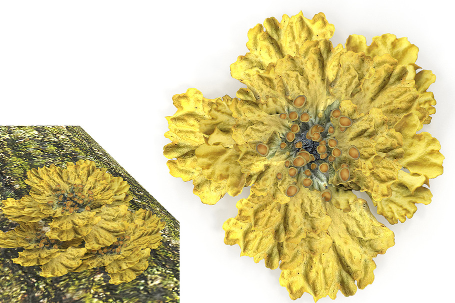 Moss lichen Yellow