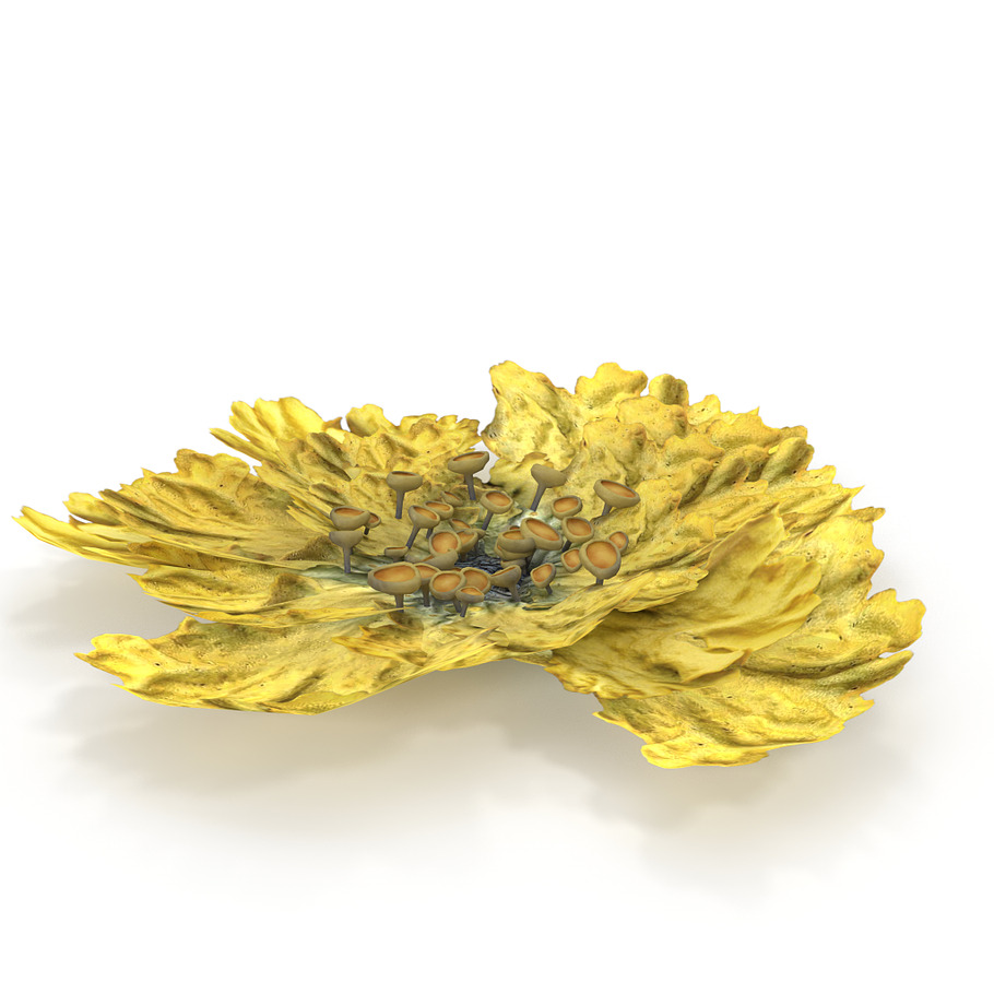 Moss lichen Yellow in Nature - product preview 1