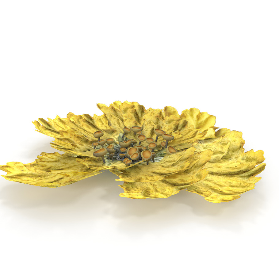 Moss lichen Yellow in Nature - product preview 3