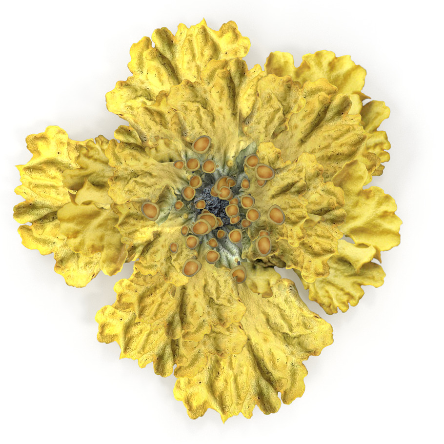 Moss lichen Yellow in Nature - product preview 6