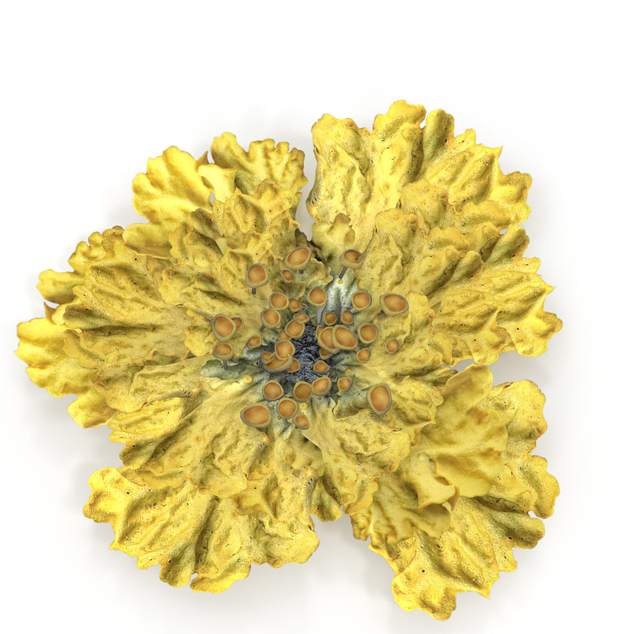 Moss lichen Yellow in Nature - product preview 8