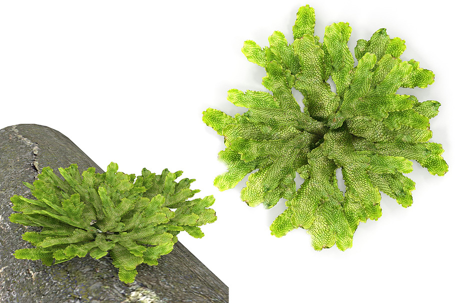 Moss lichen Grean