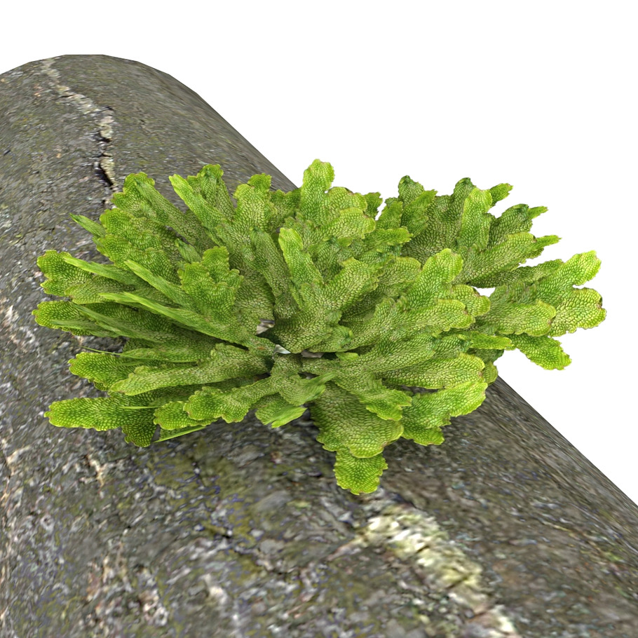 Moss lichen Grean in Nature - product preview 7