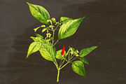 Chili Pepper Medicinal Plant Transpa