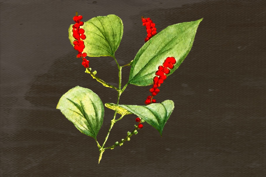 Red Pepper Medicinal Plant Transpare