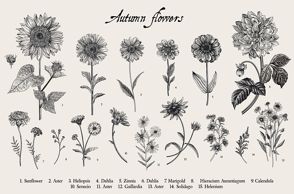 Autumn Garden. B&W in Illustrations - product preview 2