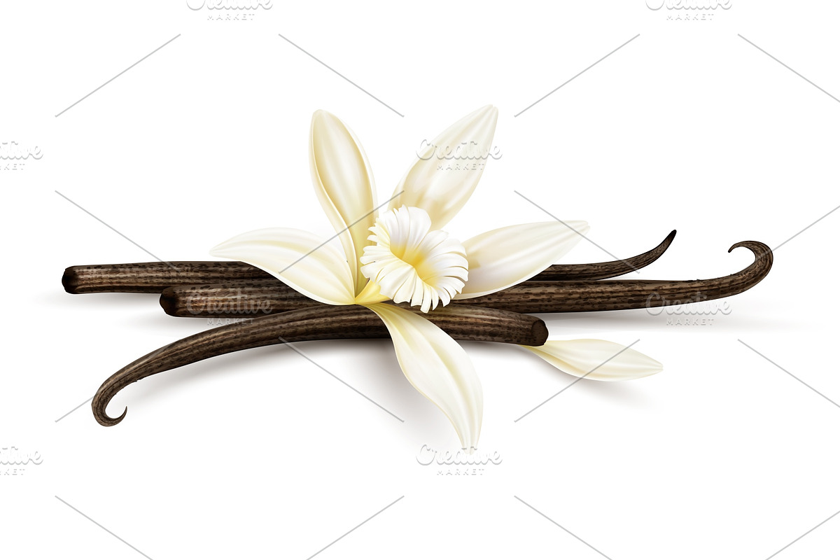 Vanilla flower dried sticks. Vector in Illustrations - product preview 8