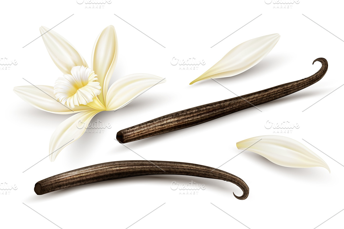 Set of vanilla flower dried sticks. in Illustrations - product preview 8