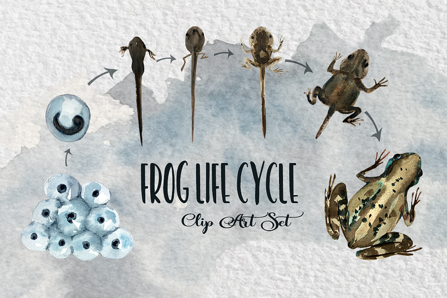 Watercolor Frog Life Cycle Clip Art in Illustrations - product preview 8