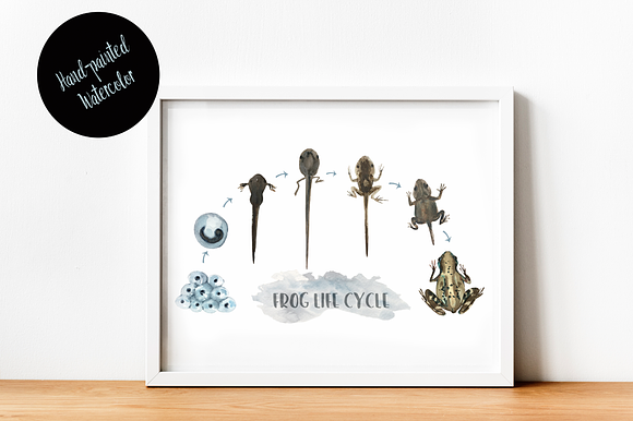 Watercolor Frog Life Cycle Clip Art in Illustrations - product preview 2