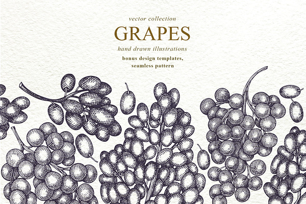 Grape Vector Collection