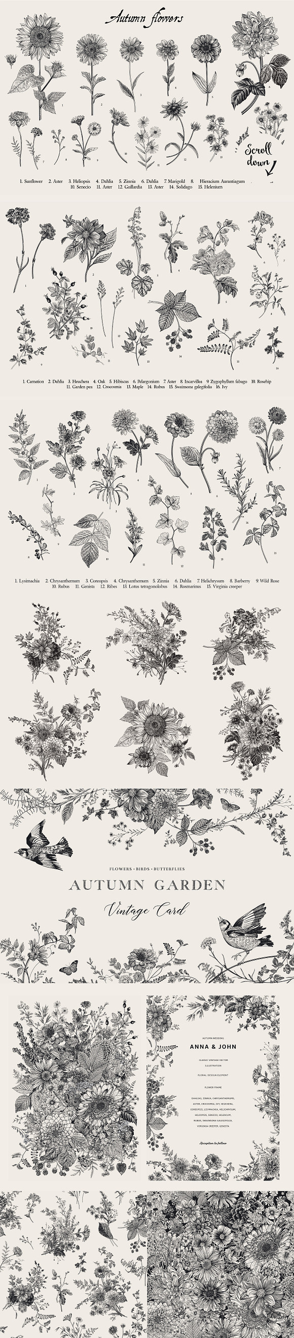 Autumn Garden. B&W in Illustrations - product preview 9