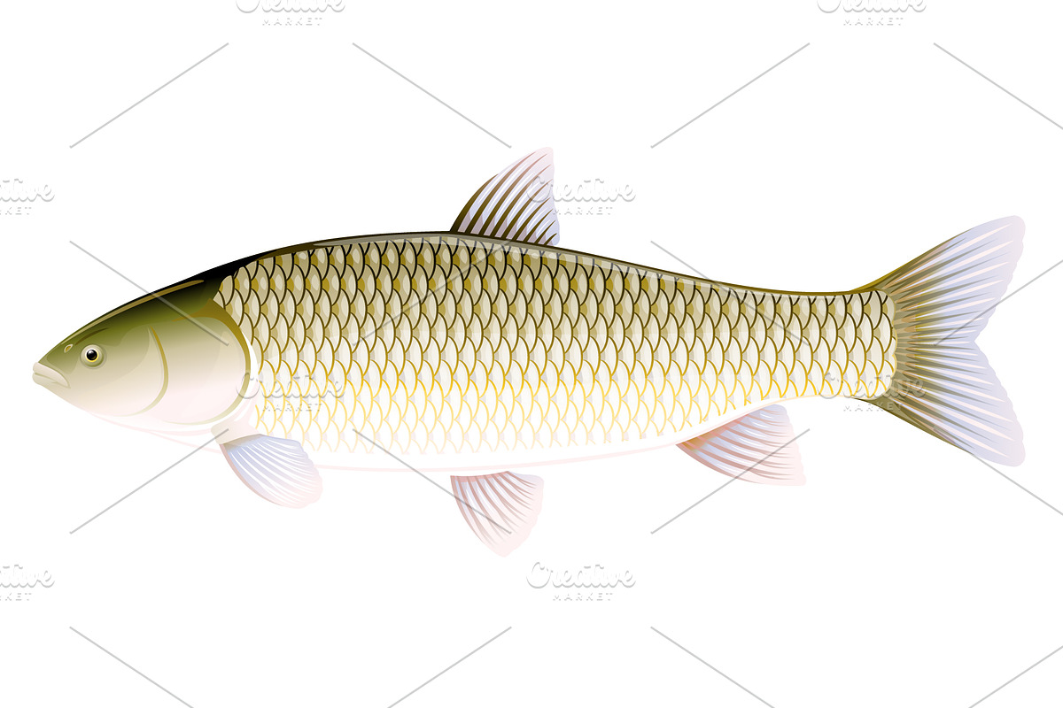 Grass carp in Illustrations - product preview 8