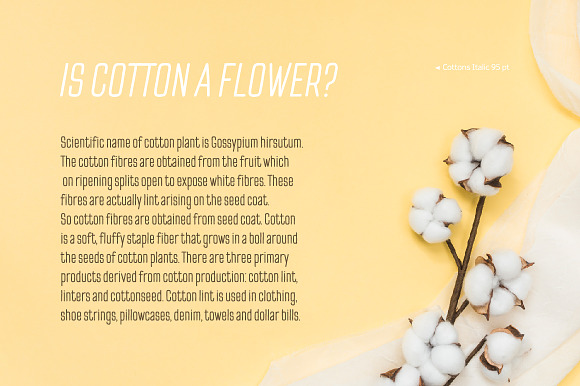 Cottons Regular & Italic in Sans-Serif Fonts - product preview 7