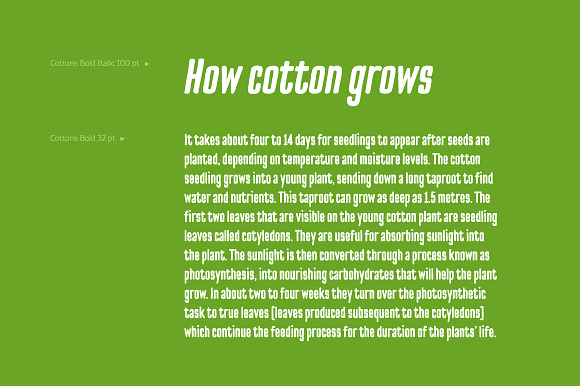 Cottons Bold & Bold Italic in Sans-Serif Fonts - product preview 9