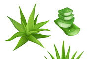 Aloe vera plant realistic set