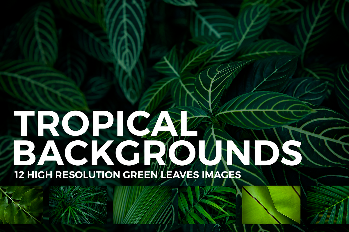 12 Tropical Leaves Backgrounds in Textures - product preview 8