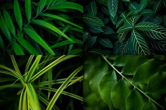 12 Tropical Leaves Backgrounds in Textures - product preview 1