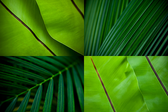 12 Tropical Leaves Backgrounds in Textures - product preview 2