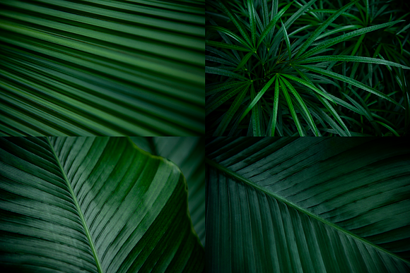 12 Tropical Leaves Backgrounds in Textures - product preview 3