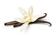 Vanilla flower dried sticks. Vector