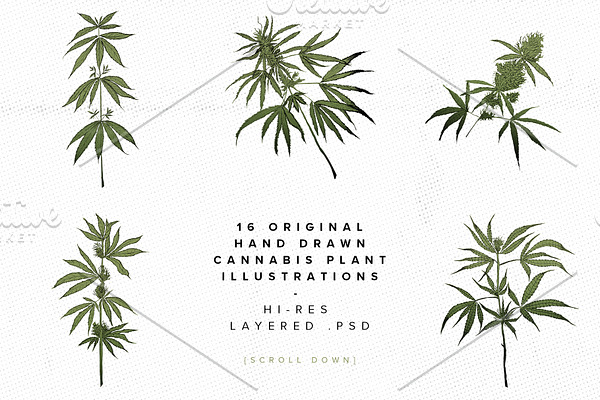 Medical Marijuana | Cannabis Plant