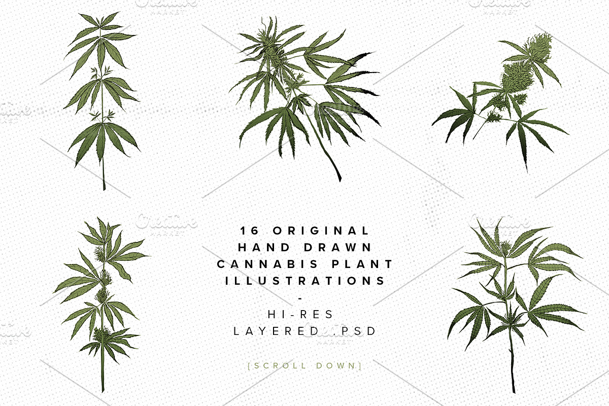 Medical Marijuana | Cannabis Plant in Illustrations - product preview 8