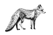 Hand drawn fox, sketch graphics mono