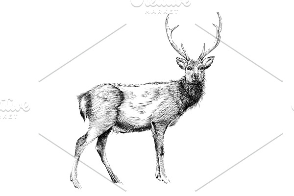 Hand drawn deer, sketch graphics mon