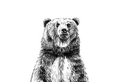 Hand drawn bear, sketch graphics mon