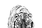 Hand drawn tiger, sketch graphics mo