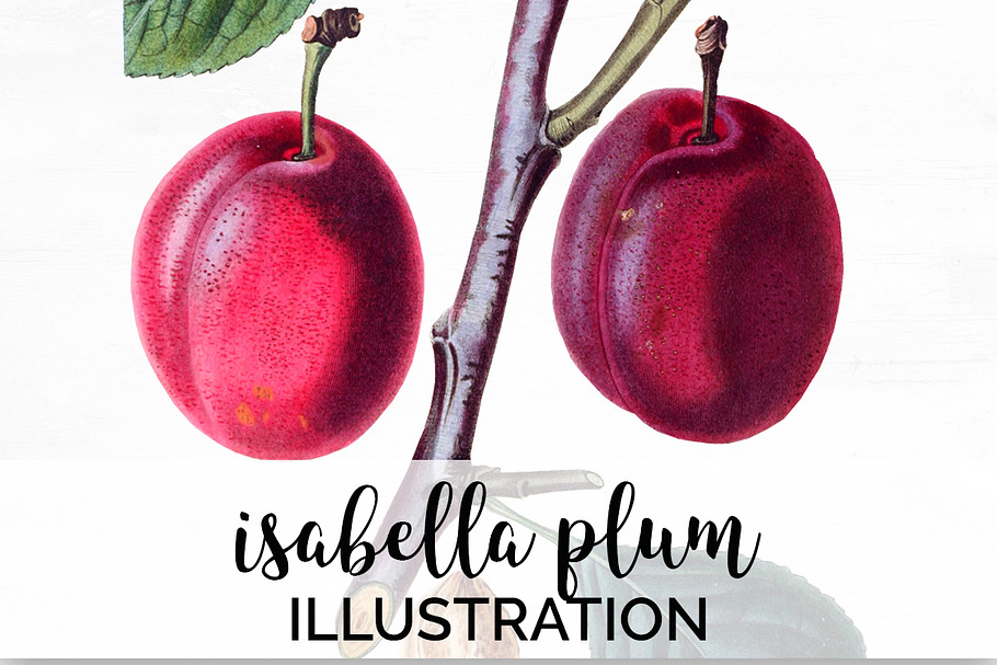 Isabella Plum Vintage Fruit in Illustrations - product preview 8