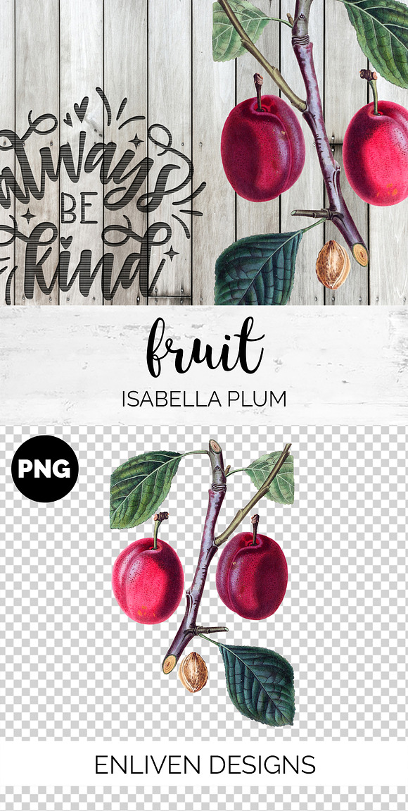 Isabella Plum Vintage Fruit in Illustrations - product preview 1