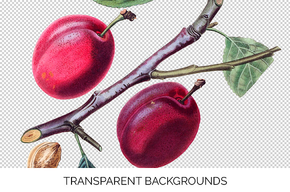 Isabella Plum Vintage Fruit in Illustrations - product preview 2