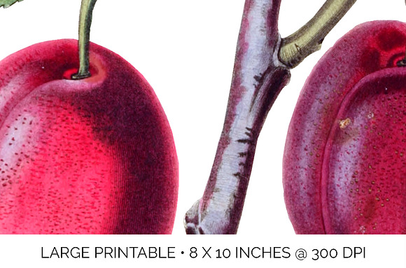 Isabella Plum Vintage Fruit in Illustrations - product preview 3