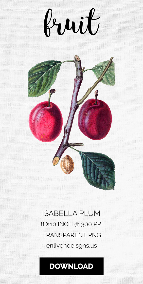 Isabella Plum Vintage Fruit in Illustrations - product preview 5